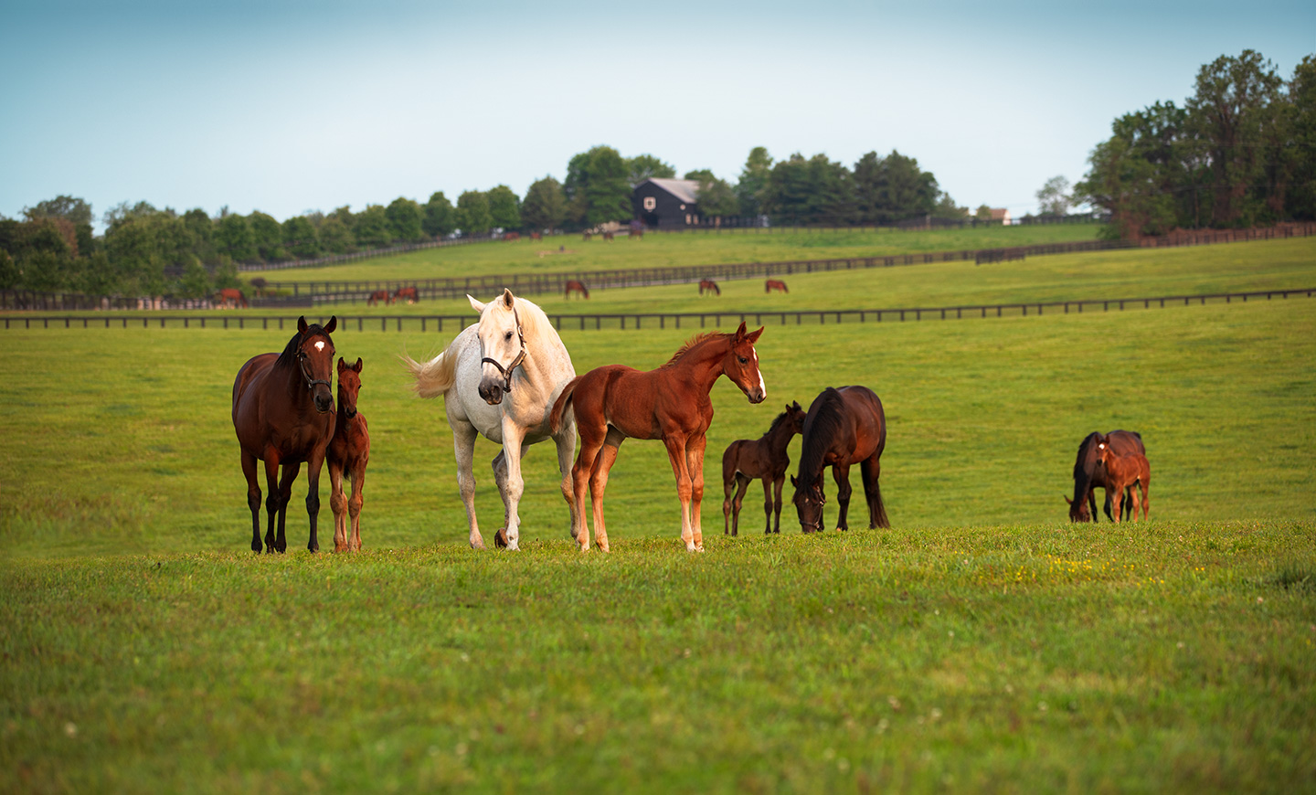 Biosecurity-Mare-Care