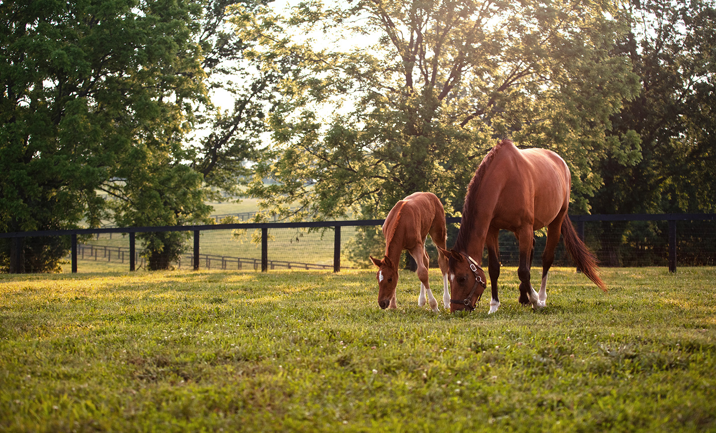 ZTS_Blog_June-Foals_HeaderImg